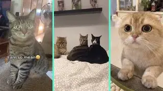 Playing This Sound to see how your cat reacts part 1 | TikTok Compilation