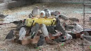 Зебровые амадины. Zebra finches.