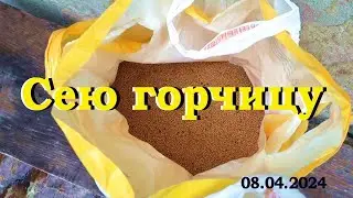 Сею горчицу, как сидерат, перед посадкой картофеля