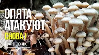 ОПЯТА АТАКУЮТ СНОВА !  11октября 2021года. Сбор опёнка медового (Armillaria mellea)