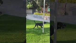 Dog Plays Tetherball in Backyard