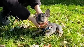 Французский Бульдог На Прогулке В Парке | French Bulldog Walking In The Park #Bulldog