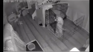 The Crate Escape: Hilarious video shows golden retriever pup escaping crate during early hours