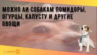 Можно ли собакам помидоры, огурцы, капусту и другие овощи