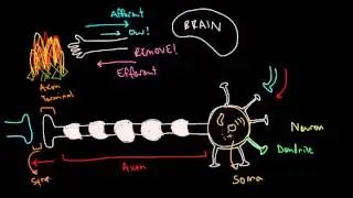 The Neuron: Anatomy and Function