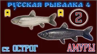 РР4 ОСТРОГ АМУР ТРОФ Ч2 / РУССКАЯ РЫБАЛКА 4 ОСТРОГ АМУР Ч2 / RUSSIAN FISHING 4 OLD BURG GRASS CARP 2