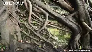 A large banyan tree thrives well on the ancient city wall in Nanning, south China's Guangxi