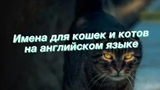 Имена для кошек и котов на английском языке