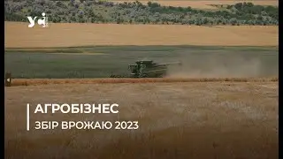 На Одещині розпочали збирати цьогорічний врожай