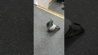 Pigeon Goes Subway Surfing!