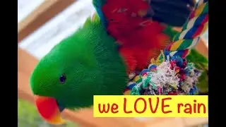 Parrots Love the Rain #talkingparrot #animalsvideo