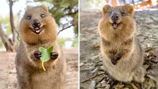 Quokka 🐿 One Of The Cutest And Exotic Animals In The Wild | 1 Minute Animals