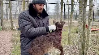 ВОЛКУ Акеле принесли в жертву Ягненка. Кот попался за поедание СВИНЬИ 😱 Что тут происходит ⁉️