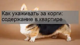 Как ухаживать за корги: содержание в квартире