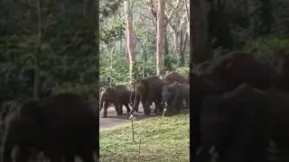 Dozens of elephants near my house at coorg