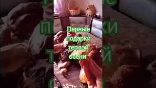 Первые Подарки Теплой Осени