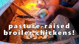 pasture-raised broiler chickens!