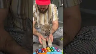 ARCTIC WOLF CUB  playing the drums 💥 #music #drums #wolfcub