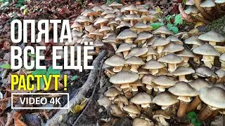 ОПЯТА ВСЁ ЁЩЁ РАСТУТ !  20 октября 2021 года. Сбор опёнка осеннего (Armillaria mella).