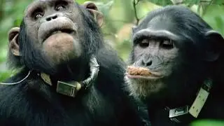 Les chimpanzés, la chronique dune vie