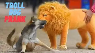 Troll Prank Dog Funny & fake Lion & Fake Tiger Prank To dog