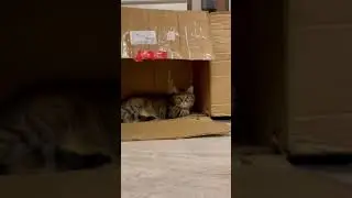 ЛУЧШИЙ ДОМ ДЛЯ КОШКИ 🐈