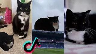 Maxwell the cat tiktok compilation