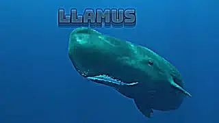 Sperm whale scene pack