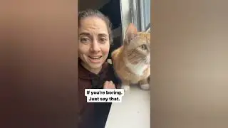 Best Moments of Funny Cats, Kitties And Baby Animals in Video | TikTok Compilation 2022