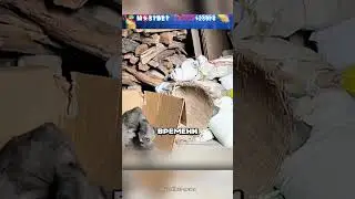 Девушка увезла в приют собачку со свалки 😮🔥🐕