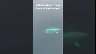 Сахалинский тунец!!! Скоро новый выпуск!!!