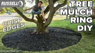 How to Mulch a Tree Ring with CRISP Edges! (shortened)