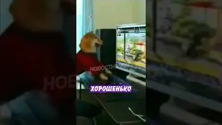 🤣 Пёс научился играть на компьютере и не даёт поиграть хозяину! | Новостничок