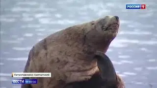 Сивучи воруют рыбу в Петропавловск-Камчатском