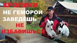 Разведение КРОЛИКОВ с чего начать % ЛИЧНЫЙ ОПЫТ