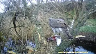 Ястреб  поймал голубя. The hawk caught the pigeon.