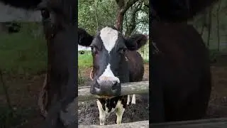 Спасенная корова разговаривает. #cow #cowvideos #корова #animal #животные