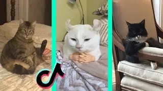 Look At This Distinguished Gentleman tiktok cat compilation