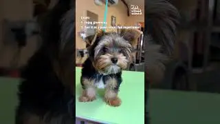 Adorably Sassy Yorkie Gets Amazing Grooming Transformation!