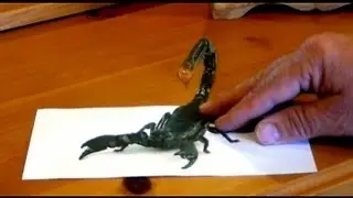 Anamorphic Scorpion Illusion