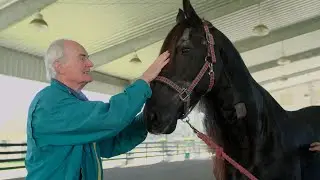 Friesian stallion with rare stomach impaction saved by surgery at University of Florida