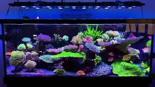 REEF3.0