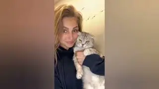 Funny Cats Videos Of 2022 | Best Animals Moment Ever