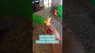 🚀Master the Technique of Handfeeding Eclectus Parrots Fresh Food|  