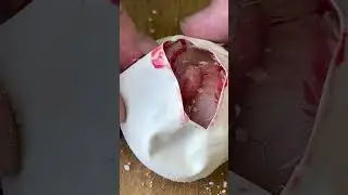 Cutting Open a Snake Egg To See What's Inside!?!