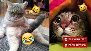 🐱 Cute Cats - Amazing and Funny Kitten Videos | VIDEOS WITH PETS