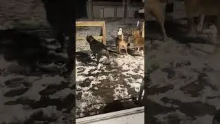 Dogs Afraid of Snowman Refuse to Head Out to Backyard