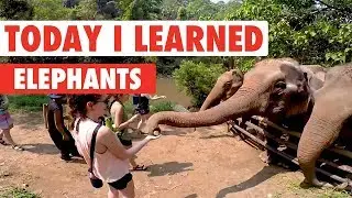 Today I Learned: Elephants