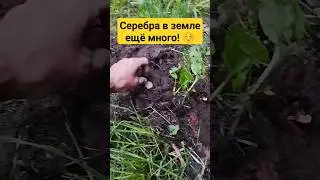 Серебро всегда приятно! Удачный выход! 😋 #коп_монет #монеты #разведка #coin #эквинокс #серебро