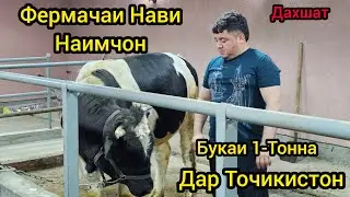 Дахшат Букаи 1 Тона Дар Фермачаи Наимчон